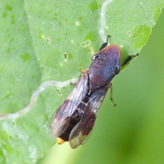 Homalodisca