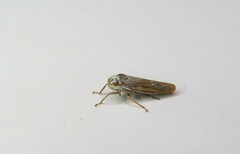 Tretogonia