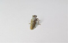 Tretogonia
