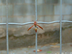 Polistes versicolor