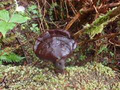 Ganoderma oregonense