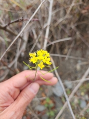 Sisymbrium altissimum