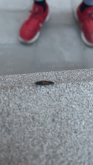 Anthocomus equestris