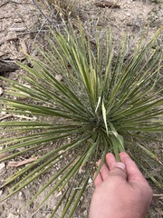 Yucca constricta
