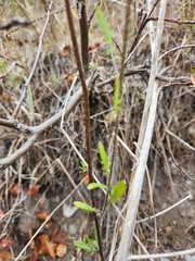 Sisymbrium altissimum