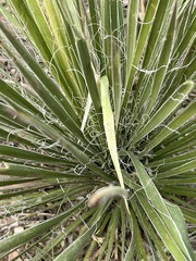 Yucca constricta
