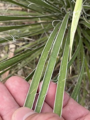 Yucca constricta