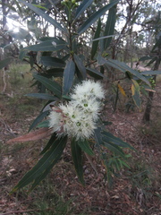 Eucalyptus curtisii