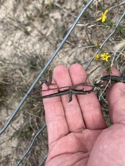 Passiflora tenuiloba