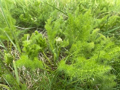 Meum athamanticum