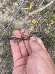 Passiflora tenuiloba