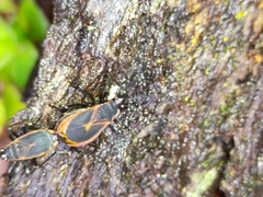 Dindymus circumcinctus