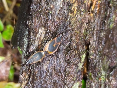 Dindymus circumcinctus