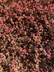 Mesembryanthemum nodiflorum