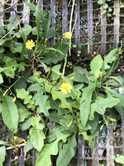 Ixeridium laevigatum