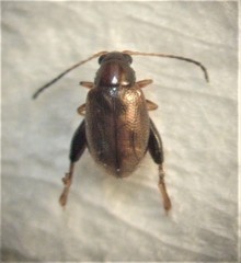 Longitarsus fuliginosus