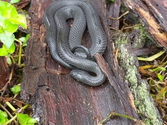 Cryptophis nigrescens