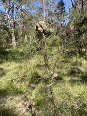 Hakea sericea
