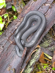 Cryptophis nigrescens