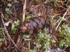 Ciboria rufofusca