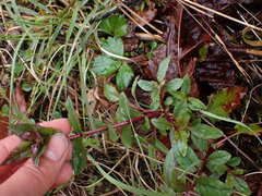 Penstemon serrulatus