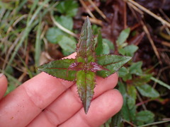 Penstemon serrulatus