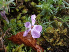 Phlox diffusa