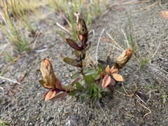 Gentianaceae