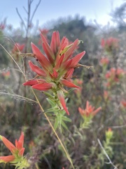 Castilleja