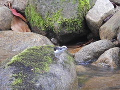 Cinclus leucocephalus