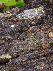 Dindymus circumcinctus