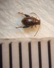 Longitarsus fuliginosus