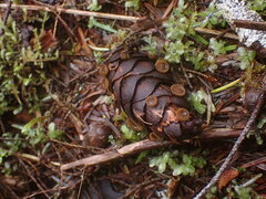 Ciboria rufofusca