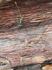 Polyrhachis hookeri
