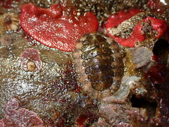 Polyplacophora