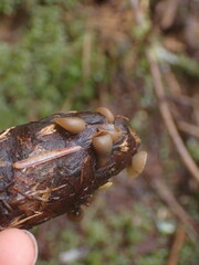 Ciboria rufofusca