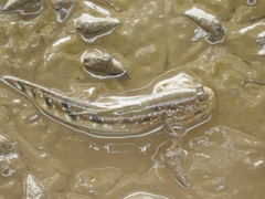 Boleophthalmus dussumieri