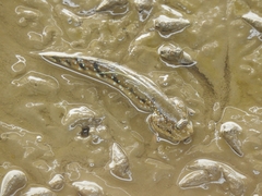 Boleophthalmus dussumieri