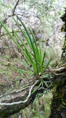 Holcoglossum sinicum