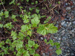 Physocarpus capitatus