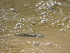 Boleophthalmus dussumieri