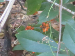 Smilax pumila