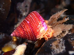 Calliostoma annulatum