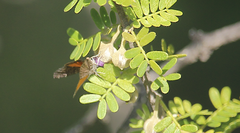 Lachnocephala vellosata