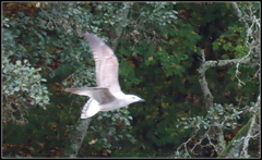 Larus michahellis