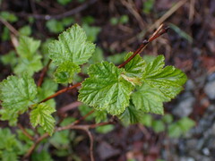 Physocarpus capitatus