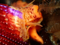 Calliostoma annulatum