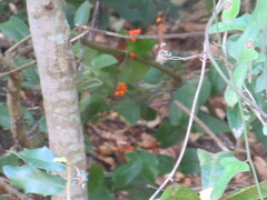 Smilax pumila