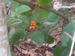 Smilax pumila