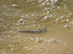 Boleophthalmus dussumieri